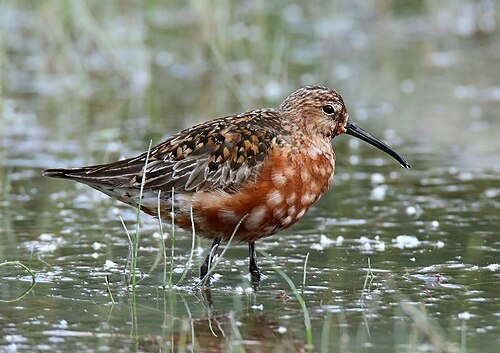 Curlew sandpiper